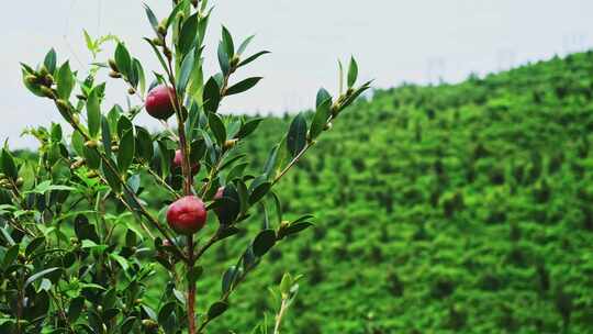 茶油果 油茶果 油茶种植