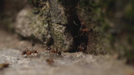蚂蚁进出蚁穴特写镜头