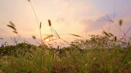 夕阳下风中摇摆的狗尾巴草