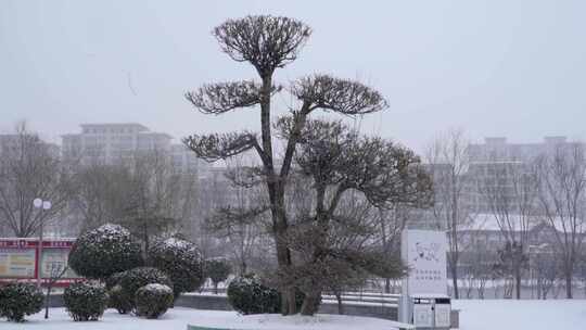 大雪中的冬青树