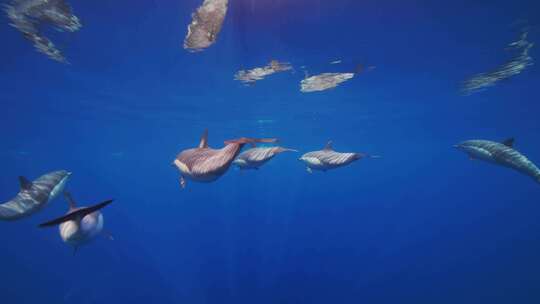 海底世界海洋馆海豚游泳
