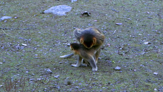 金丝猴交配