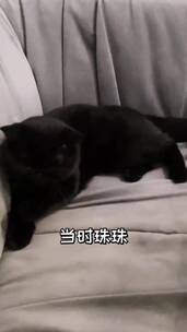 宠物，猫狗双全，萌宠出道，动物成精