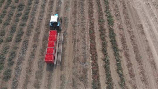 飞越农业。在田间采摘西红柿的机械