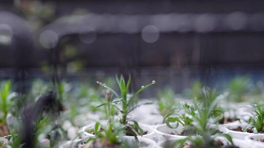 雪中的盆栽植物