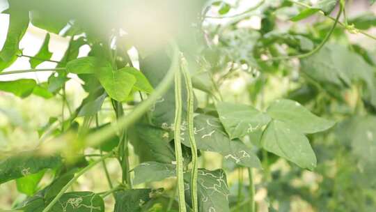 豆角蔬菜大棚