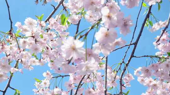 （4k合集）商用春天阳光下的樱花花朵花瓣