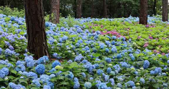 杭州临平公园无尽夏绣球花花海