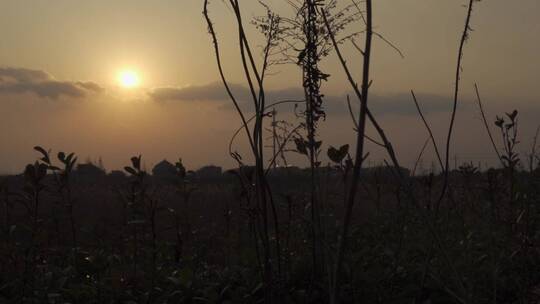 夕阳下植物剪影