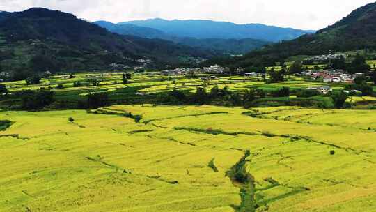 高山峡谷地区金色稻田