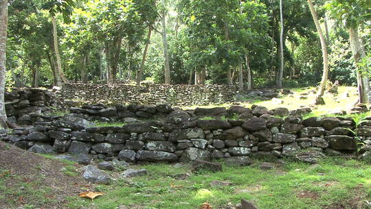 树林中堆积的石头墙