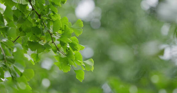 雨中绿色银杏叶