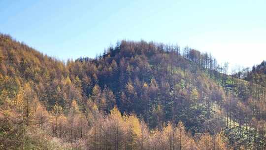 湖北恩施州大山顶林海水杉风景风光森林