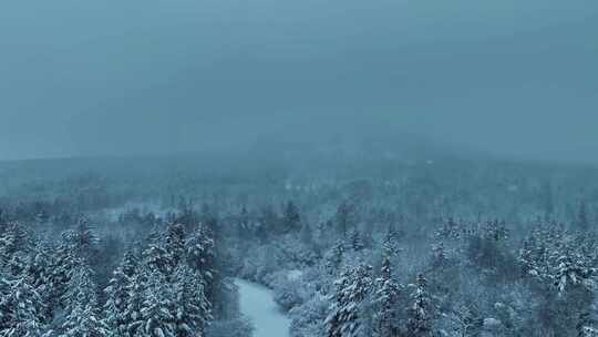 大雪雪松雪挂森林公路河流