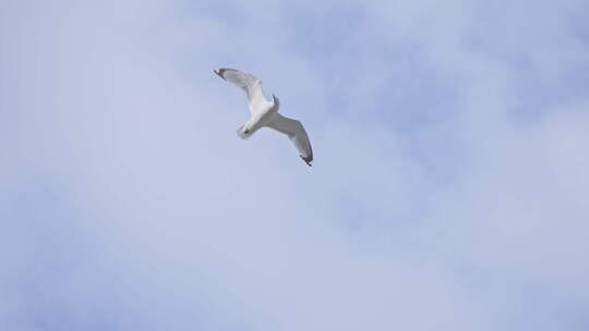 海鸥翱翔在蓝天白云云层视频素材模板下载