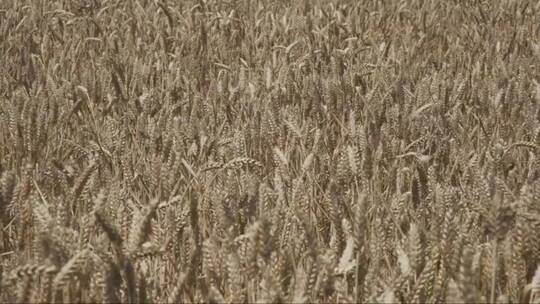 大麦作物田里谷物植物的手持特写镜头
