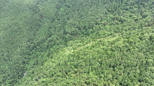 山林航拍森林山峰树林原始森林生态自然环境