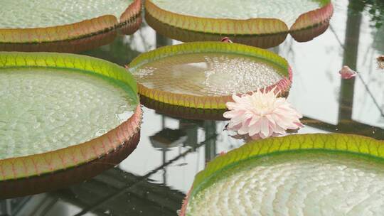 国家植物园南园水植厅荷花/ 北京植物园