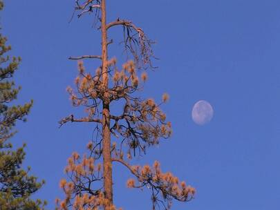 月光下干枯的松树