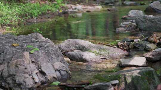 4K森林中的小溪流水视频素材模板下载