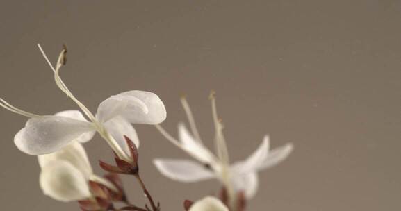 茉莉花 水汽 雨 化妆品 自然 成分高清在线视频素材下载