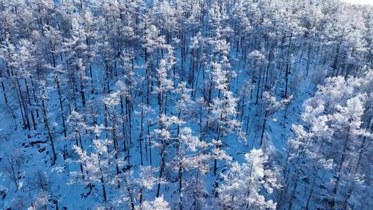 林海雪原 唯美高山雾凇