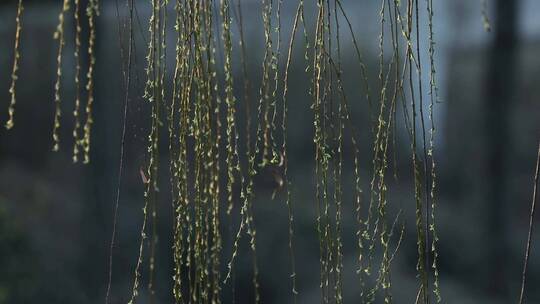 春天生机勃勃的垂柳