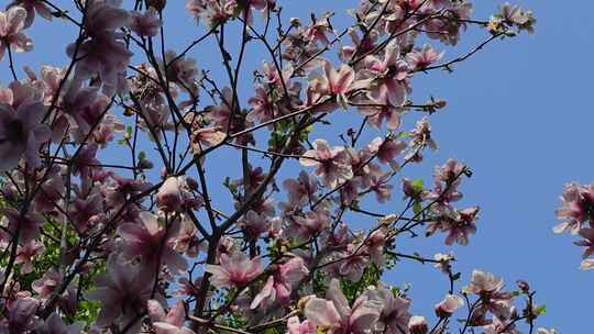 春天玉兰花树花朵花开视频素材模板下载