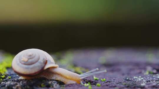 微观蜗牛苔藓自然绿色生命