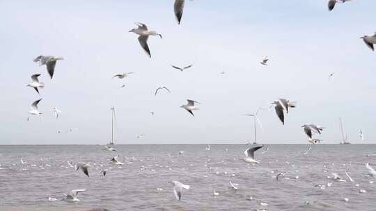海面上海鸥群飞翔场景