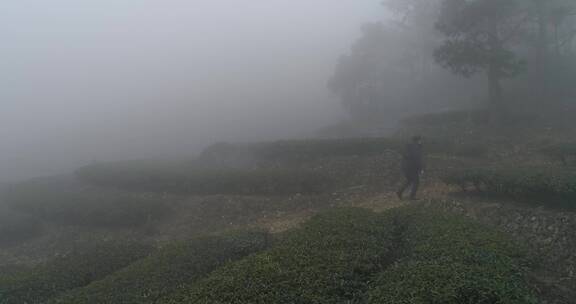 茶园 茶叶 茶 茶山 茶文化