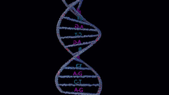 碱基对脱氧核糖核酸分子