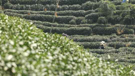 茶农采茶摘茶茶园茶树茶叶特写