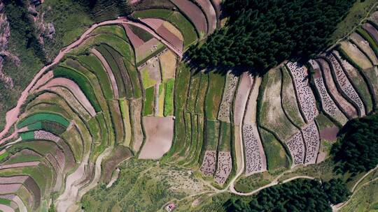 山坡上的梯田