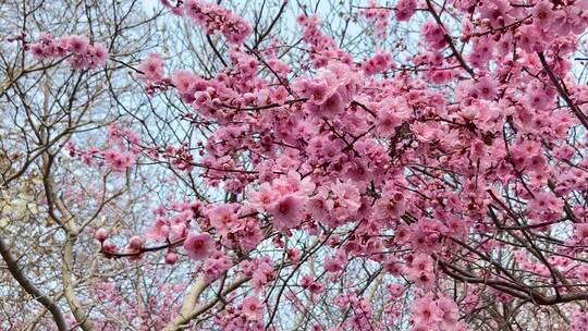 济南百花公园春天赏玉兰花、桃花