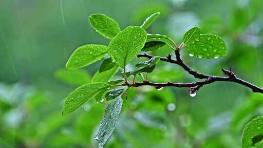 夏季下雨天山林植物树叶水珠特写