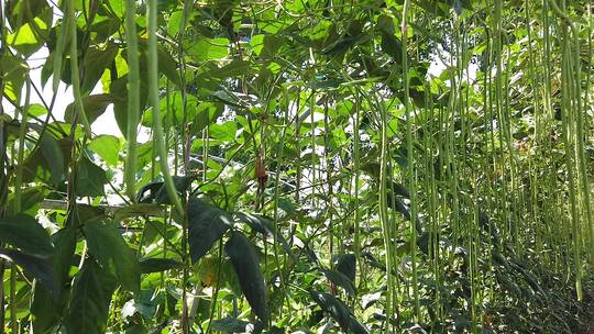 豇豆种植视频素材模板下载