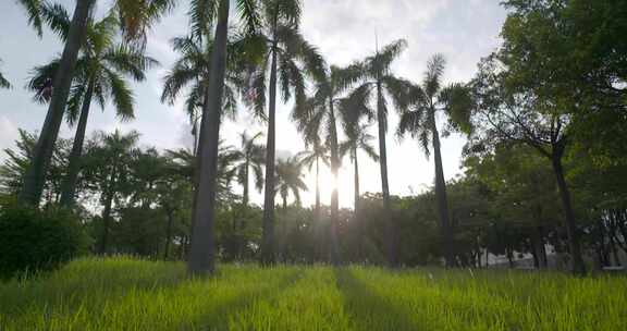 阳光下唯美的棕榈树蓝色天空热带树夏季度假