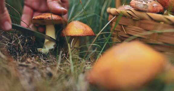 在森林里采集食用蘑菇