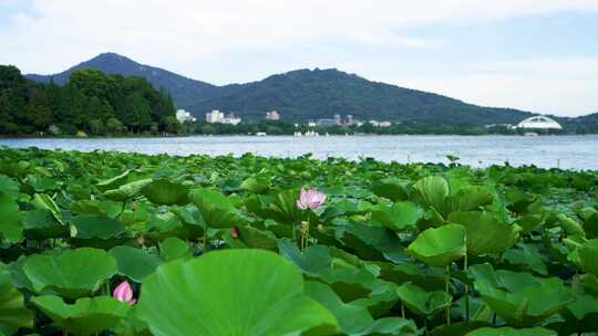 夏天南京紫金山玄武湖荷塘的湖光山色风光