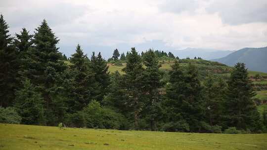 草原山顶森林风景