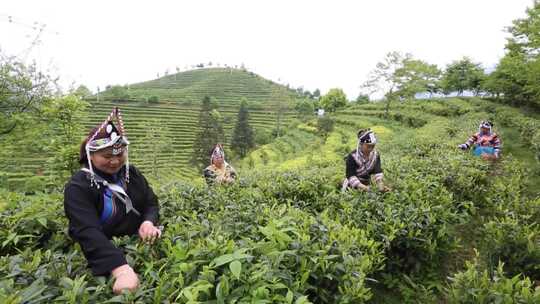 畲族女人采茶