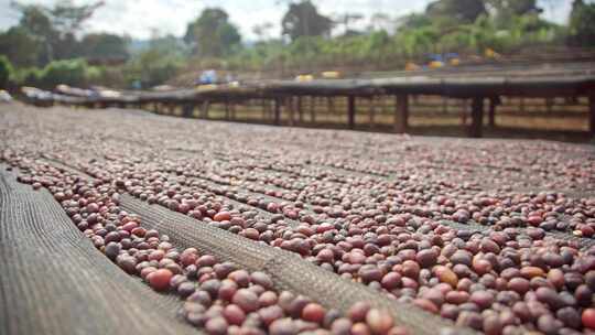 埃塞俄比亚咖啡发源地种植园