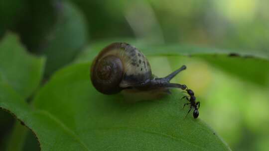 蜗牛在自然界的生活