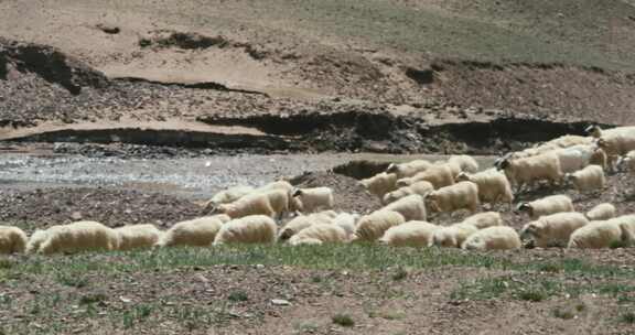 青海戈壁上的羊群