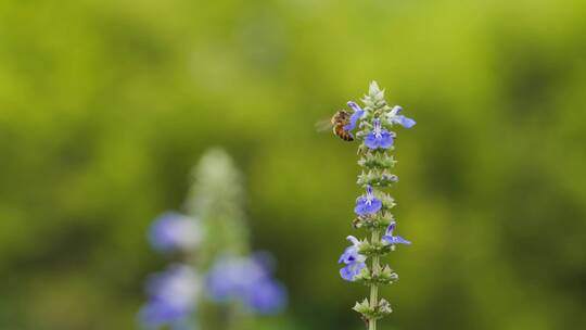 特写蜜蜂在鼠尾草花上采蜜升格视频