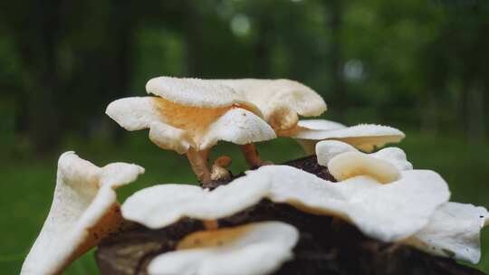 枯树桩上长出野生白蘑菇