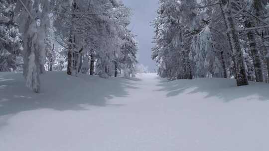 白雪覆盖的树木森林冬季景观