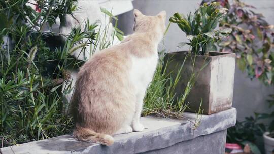 城市流浪猫视频素材模板下载