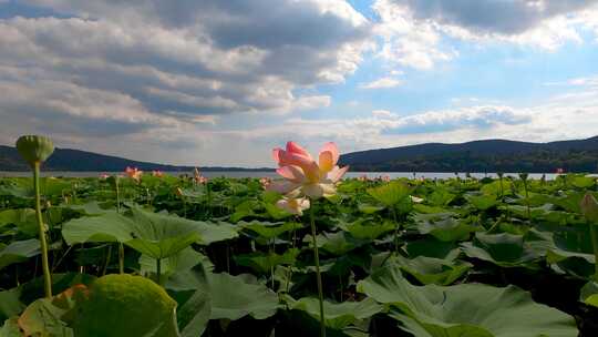 夏季池塘里的荷花莲花美景